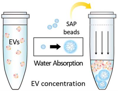 MicroRNAs in extracellular vesicles: Sorting mechanisms, diagnostic value, isolation, and detection technology